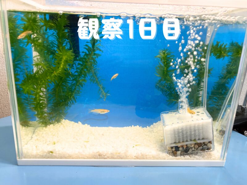 白い砂利と緑の水草が入った水槽で、4匹のメダカが泳いでいる様子。『観察1日目』の文字入り。