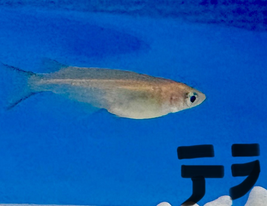 水槽の中を泳ぐメダカ「テラ」。体が大きく、ボス的な存在感があるオスの個体。