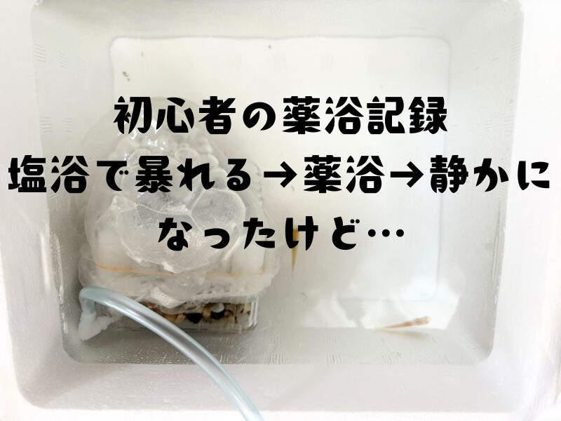 発泡スチロール容器の中で薬浴中のめだかたち。保冷剤とエアチューブが設置され、静かな水の中に数匹がいる様子。塩浴で暴れた後、薬浴で落ち着いた記録のアイキャッチ画像。